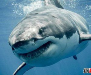 1993年深圳鲨鱼伤人的事件 海上几乎没有天敌