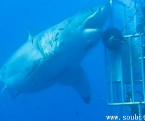世界上最大的大白鲨鱼有多大