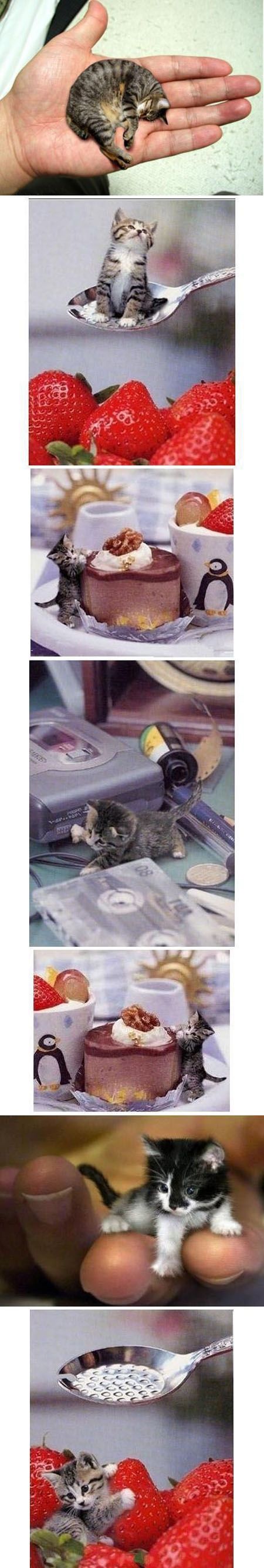世界上最小的猫皮堡斯的图片 媒体的都震惊了